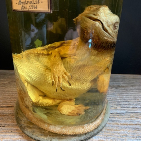 Bearded dragon - Pogona vitticeps - Bearded agama - Museum jar - Wet specimen