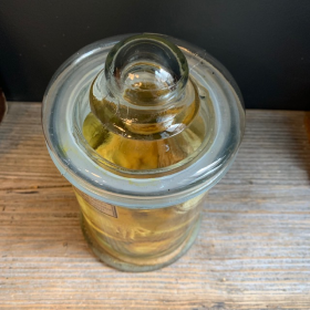 Bearded dragon - Pogona vitticeps - Bearded agama - Museum jar - Wet specimen