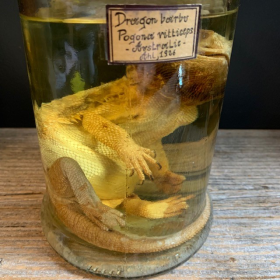 Bearded dragon - Pogona vitticeps - Bearded agama - Museum jar - Wet specimen