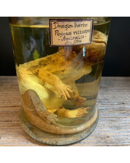 Dragon barbu - Pogona vitticeps - Agame barbu - Spécimen en fluide