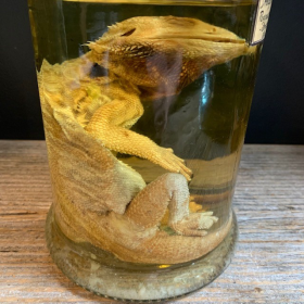 Bearded dragon - Pogona vitticeps - Bearded agama - Museum jar - Wet specimen