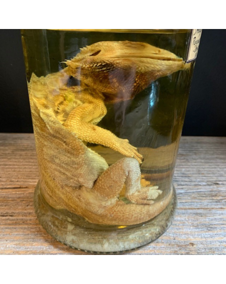 Bearded dragon - Pogona vitticeps - Bearded agama - Museum jar - Wet specimen