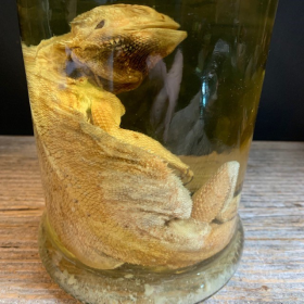 Bearded dragon - Pogona vitticeps - Bearded agama - Museum jar - Wet specimen