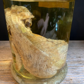 Bearded dragon - Pogona vitticeps - Bearded agama - Museum jar - Wet specimen