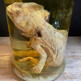 Bearded dragon - Pogona vitticeps - Bearded agama - Museum jar - Wet specimen