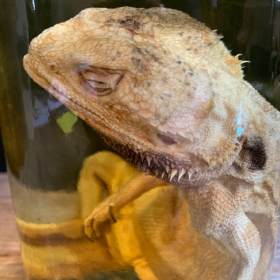 Bearded dragon - Pogona vitticeps - Bearded agama - Museum jar - Wet specimen