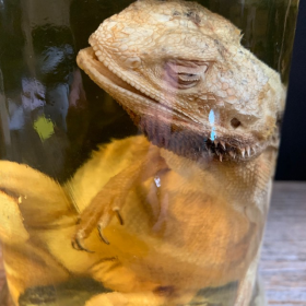 Bearded dragon - Pogona vitticeps - Bearded agama - Museum jar - Wet specimen