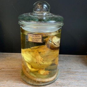 Bearded dragon - Pogona vitticeps - Bearded agama - Museum jar - Wet specimen