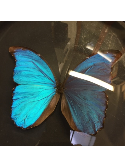 Naturalist Magnifier: Morpho Menelaus