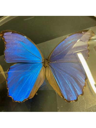 Naturalist Magnifier: Morpho Menelaus