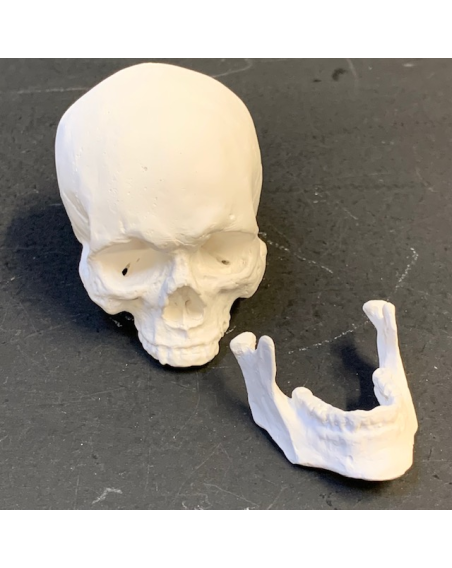 Very realistic small human skull in plaster - Memento mori - Vanity