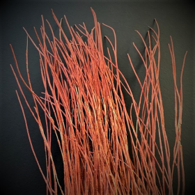 Gorgone flamme sur socle en laiton- Ellisella grandis des Célèbes (Indonésie) - A