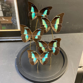 Flight of Chrysiridia ripheus - Urania Ripheus under glass