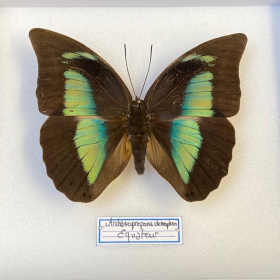 Papillon Archaeoprepona demophon - Boite entomologique 15x18cm