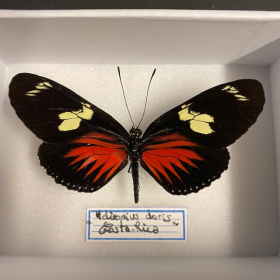 Entomological Box - Heliconius doris