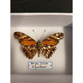 Entomological Box - Dryas Iulia