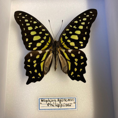 Boite entomologique fond blanc - Graphium Agamemnon