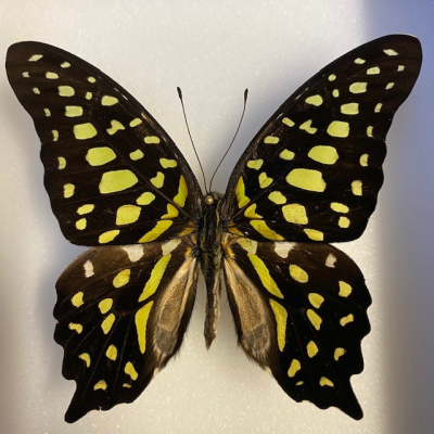 Boite entomologique fond blanc - Graphium Agamemnon