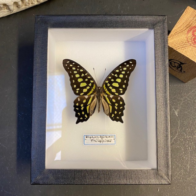 Entomological Box - Graphium Agamemnon