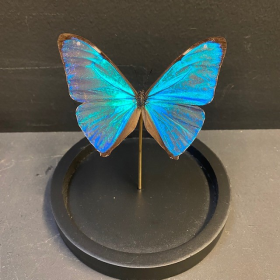 Morpho aega: Petite cloche à papillon LBM