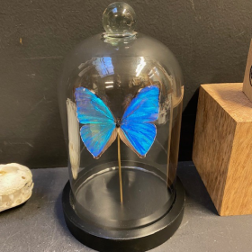 Morpho aega: Petite cloche à papillon LBM