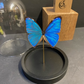 Little butterfly glass dome: Morpho aega