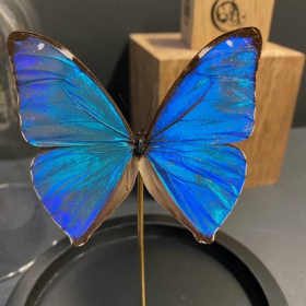 Little butterfly glass dome: Morpho aega