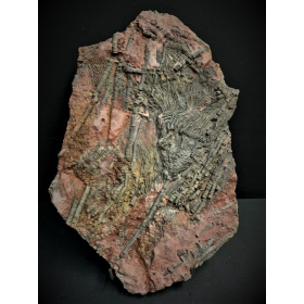 Fossile de Scyphocrinite: Crinoïde - 420 millions d'années - Lys de mer