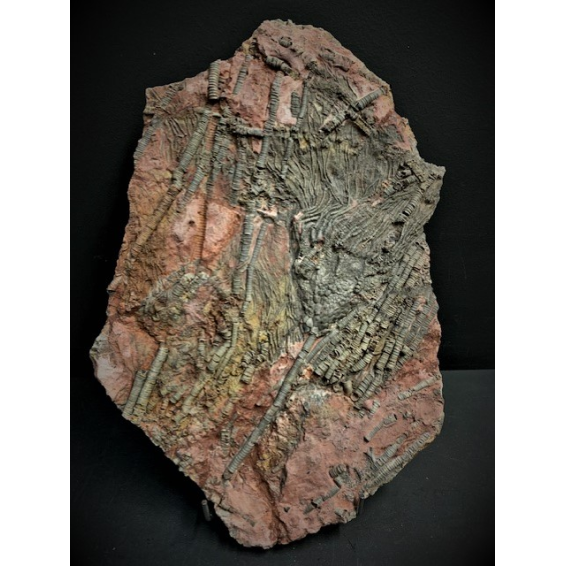 Fossile de Scyphocrinite: Crinoïde - 420 millions d'années LBM