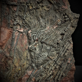 Fossile de Scyphocrinite: Crinoïde - 420 millions d'années LBM