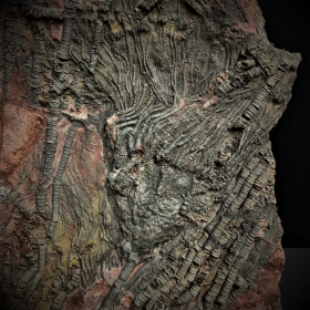 Scyphocrinus fossil: Crinoide - 420 million years