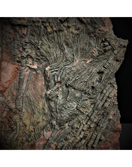 Scyphocrinus fossil: Crinoide - 420 million years