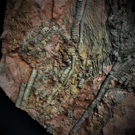 Scyphocrinus fossil: Crinoide - 420 million years