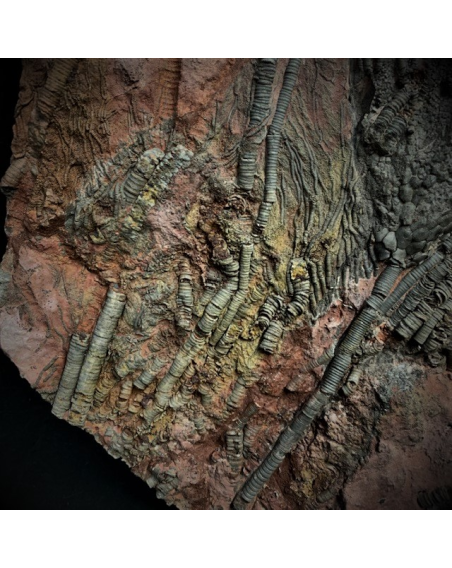Scyphocrinus fossil: Crinoide - 420 million years