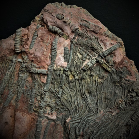 Fossile de Scyphocrinite: Crinoïde - 420 millions d'années LBM