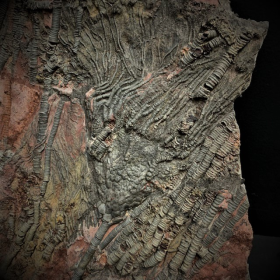 Fossile de Scyphocrinite: Crinoïde - 420 millions d'années LBM