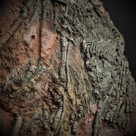 Fossile de Scyphocrinite: Crinoïde - 420 millions d'années LBM