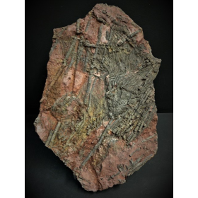 Fossile de Scyphocrinite: Crinoïde - 420 millions d'années LBM