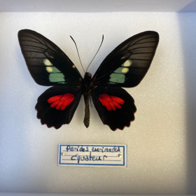Entomological box - Butterfly Parides eurimedes