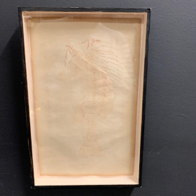 Squelette de poisson: Gravure ancienne du XIXème siècle par Martin Saint-Ange - Encadrée