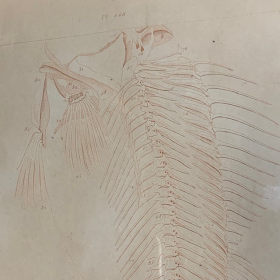 Fish skeleton: 19th century antique plate - Framed antique engraving
