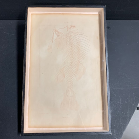Fish skeleton: 19th century antique plate - Framed antique engraving