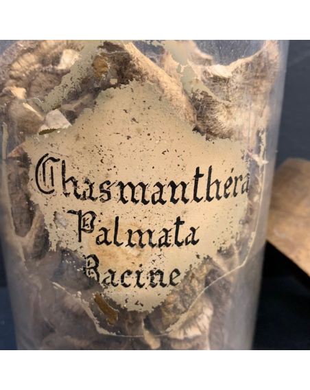 Antique pharmacy or herbalist jar: Chasmanthera palmata (Roots) / Columbo - 19th century