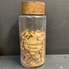 Antique pharmacy or herbalist jar: Chasmanthera palmata (Roots) / Columbo - 19th century