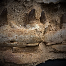 Mâchoire de Mosasaure - Fossile de 65 Millions d'années - Dinosaure