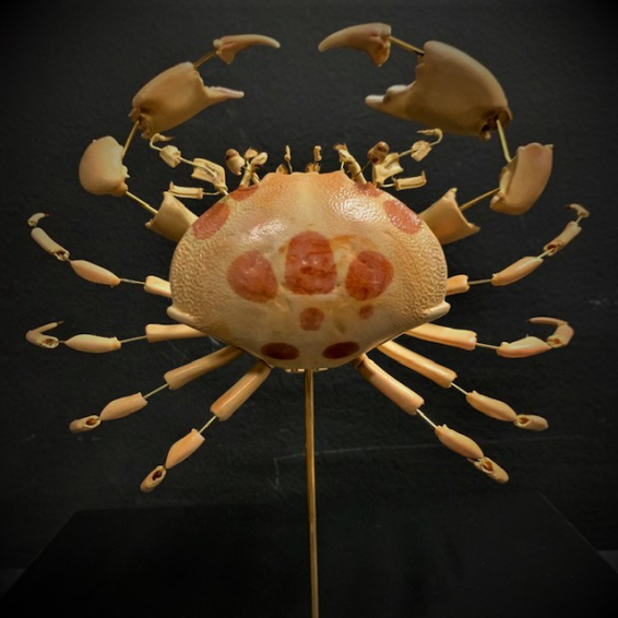 Red-spotted crab Shard (Carpilius maculatus) in a glass case