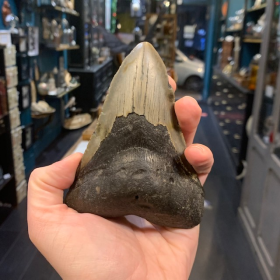 Dent de Mégalodon - Modèle A - 12.7cm - Otodus megalodon
