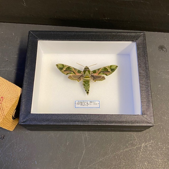 Entomological box - Butterfly Daphnis nerii