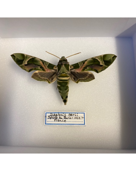 Entomological box - Butterfly Daphnis nerii