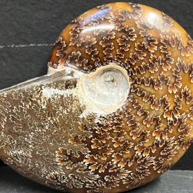 Fossil of Ammonite "fern" from Madagascar - EA13